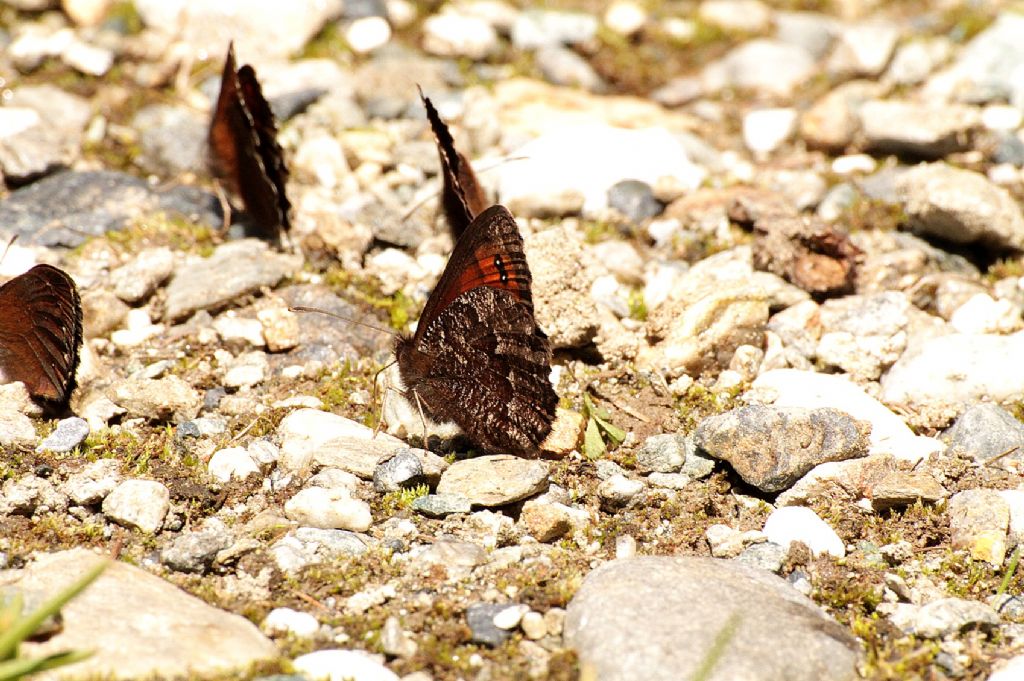 Erebia montana?